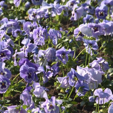 На городских клумбах Калининграда высаживают виолы, они же «анютины глазки»