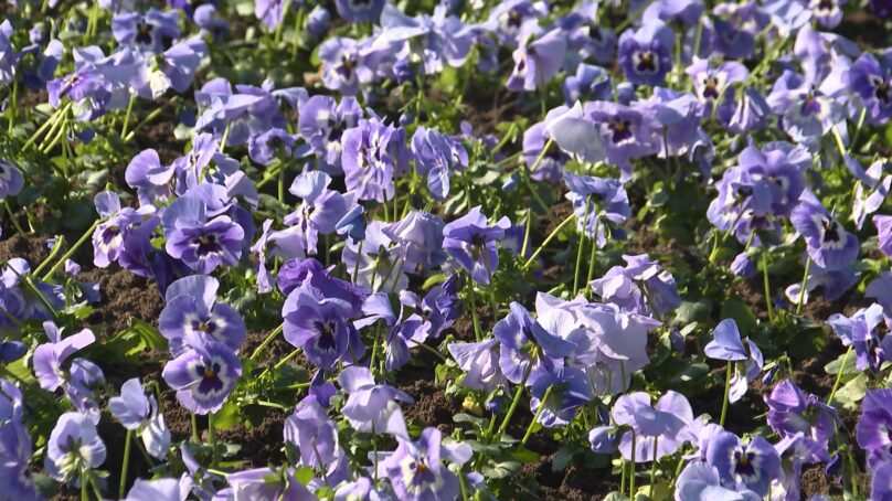 На городских клумбах Калининграда высаживают виолы, они же «анютины глазки»