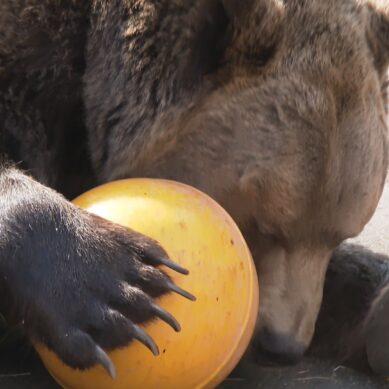 Еще одно подтверждение, что пришла весна – медведь Фима проснулся