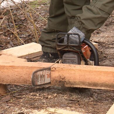 На Куршской косе меняют настилы и устанавливают новые кормушки для животных и птиц