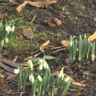 Теплый воздух в регионе продолжает теснить зиму