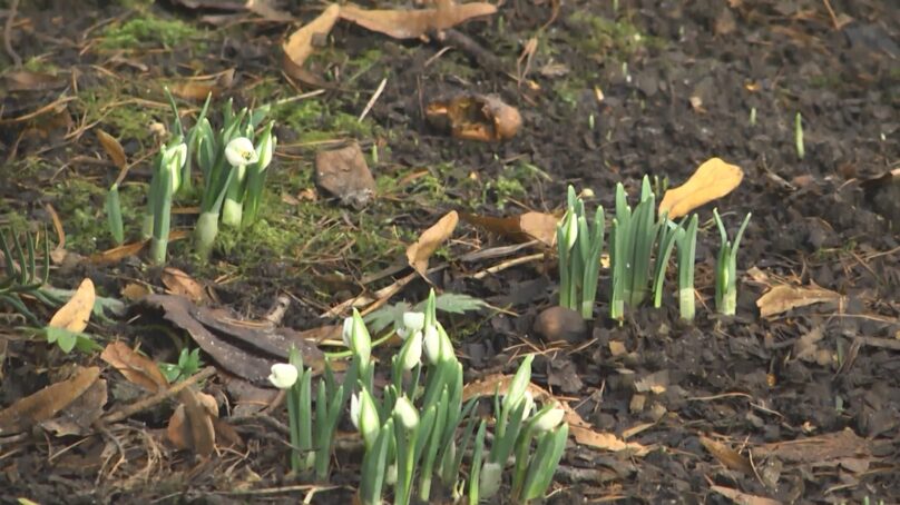 Теплый воздух в регионе продолжает теснить зиму