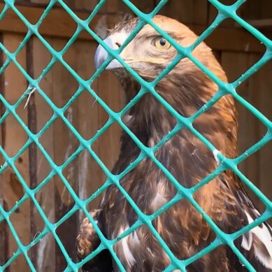 В Славском округе на волю выпустили трех краснокнижных филинов