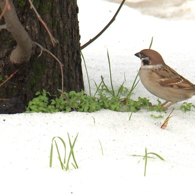 Ночная прохлада сохранится, но морозы, судя по всему отступают
