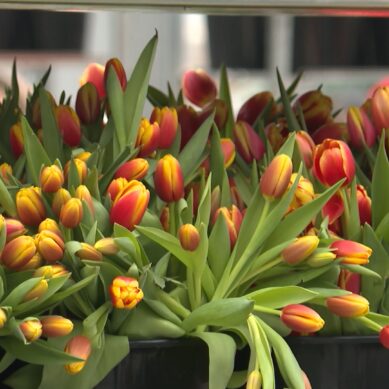 Почти 12 миллионов тюльпанов отправили с территории Калининградской области в другие регионы России накануне праздников