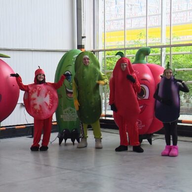 Современный тепличный комплекс площадью 5 гектаров открыли в Гвардейском округе