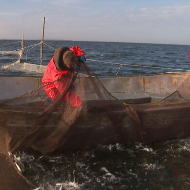 Ловись рыбка и побольше. В Калининградском заливе началась салачная путина