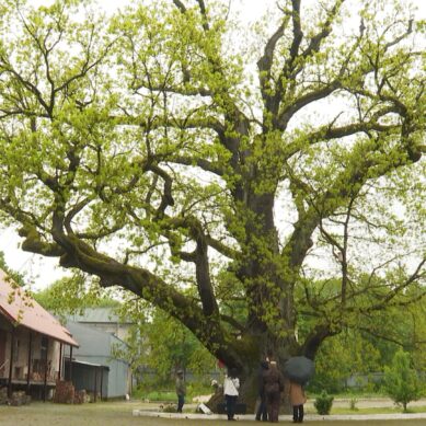 Знаменитый дуб в Ладушкине передан в ведение администрации муниципального округа