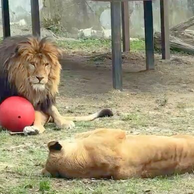 Очередная серия семейной саги о львах. Как общаются Тигран и Лея