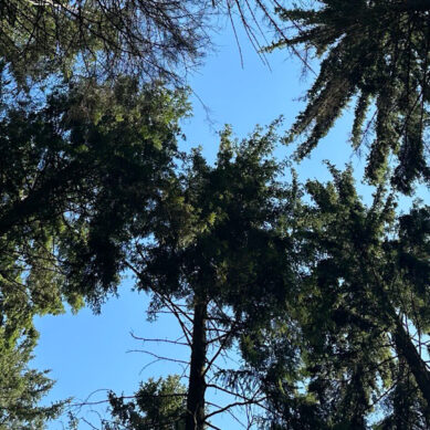 В Калининградской области ввели ограничения на посещение лесов