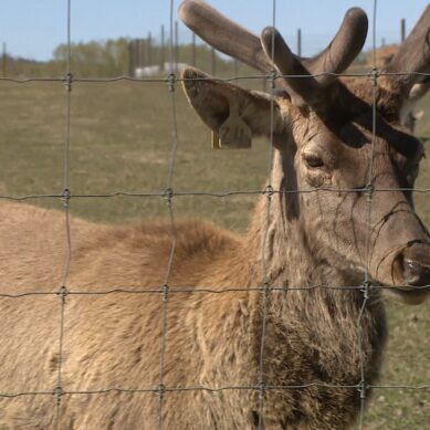 Народные средства, актуальные через века. В Багратионовском районе развивается рекреационный туризм