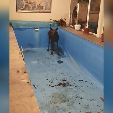 Ворвался в частный дом и прыгнул в бассейн