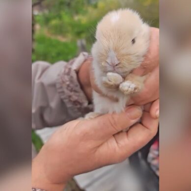 Под Светлым пожарные спасли кроликов из горящей хозпостройки