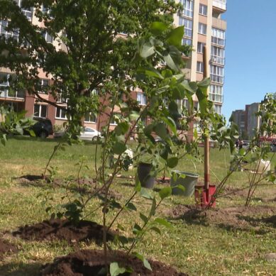 Отличники Калининграда высадили кусты сирени в районе Летнего озера
