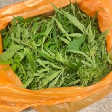 Плантатора конопли задержали в Калининграде