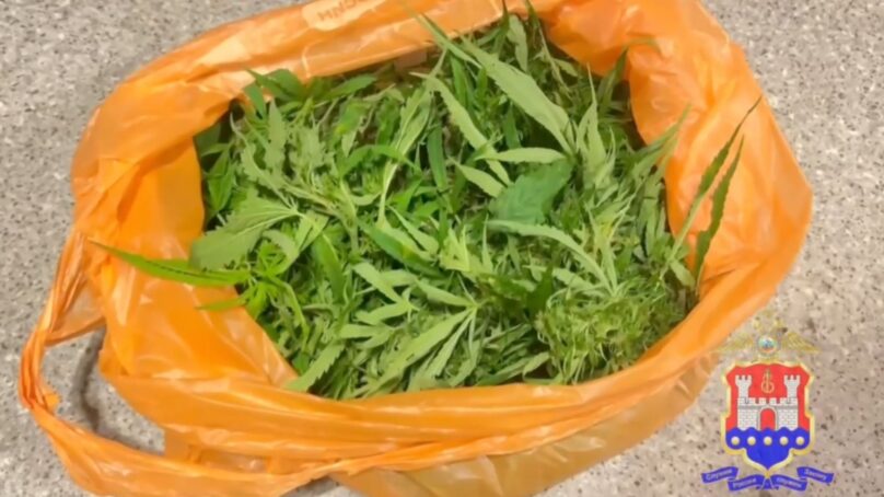 Плантатора конопли задержали в Калининграде