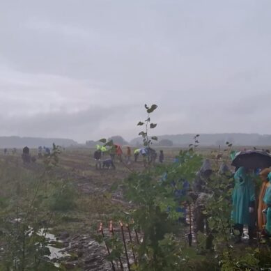 Более трёх тысяч саженцев высадили в Калининградской области в рамках первого этапа акции «Сохраним лес»